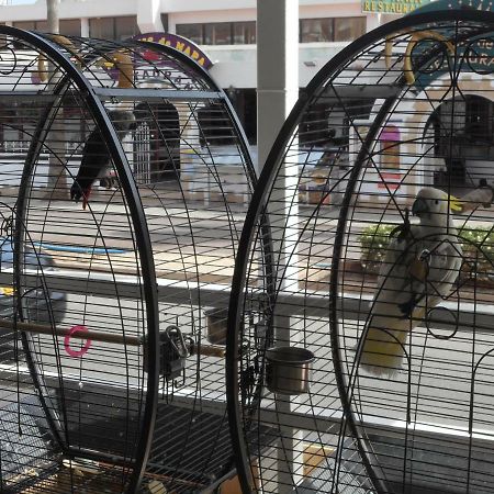 Kkaras Hotel 3 Star Ayia Napa Eksteriør billede